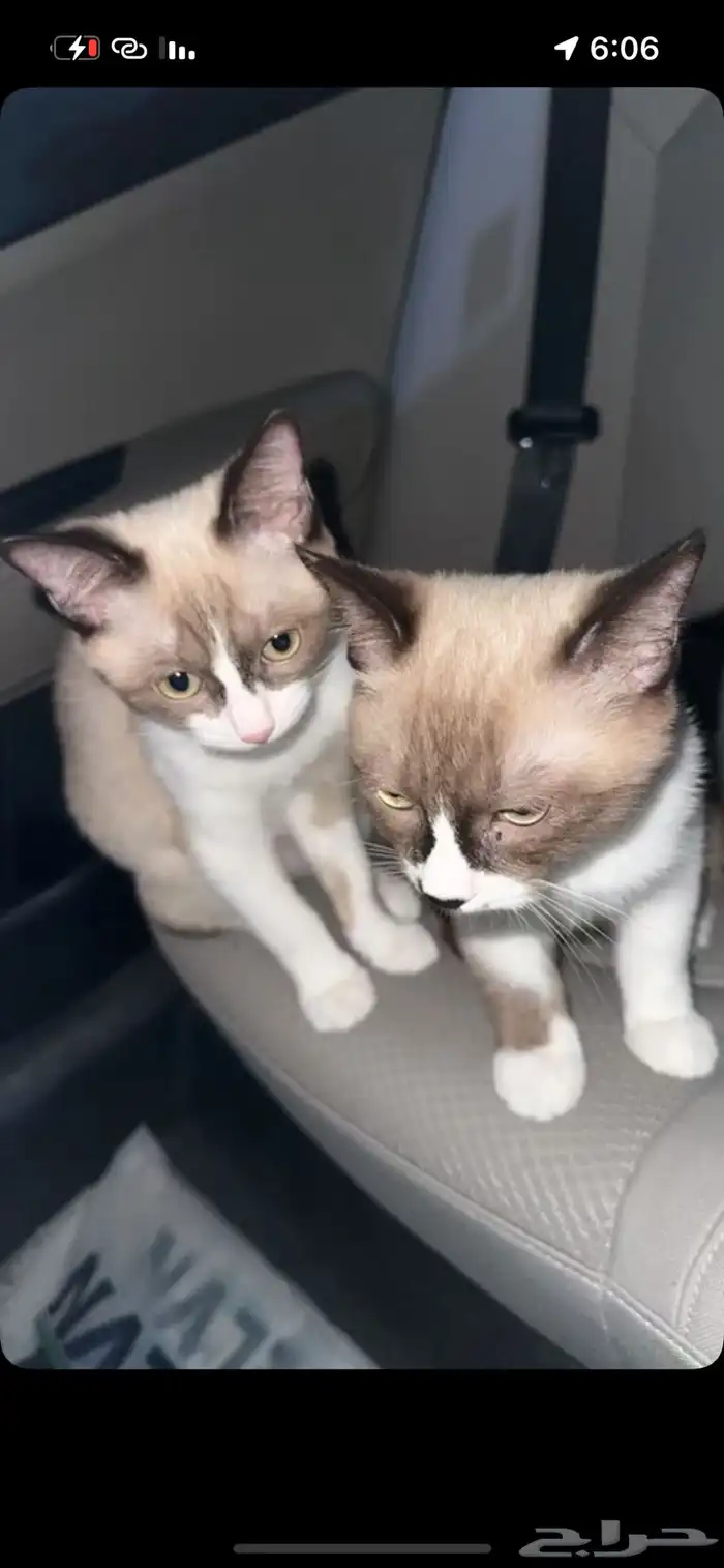قطط لتبني 2