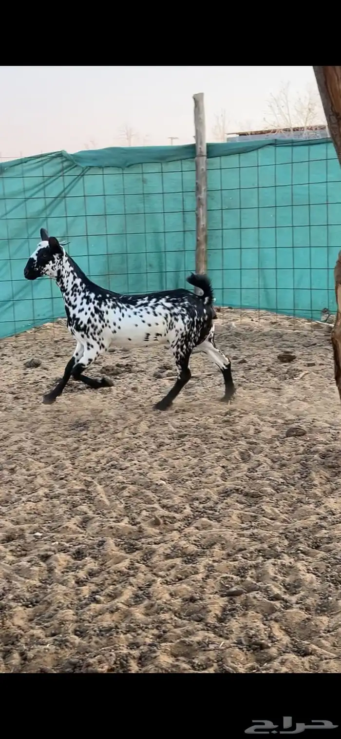 جفرة بيشيه صنف 8