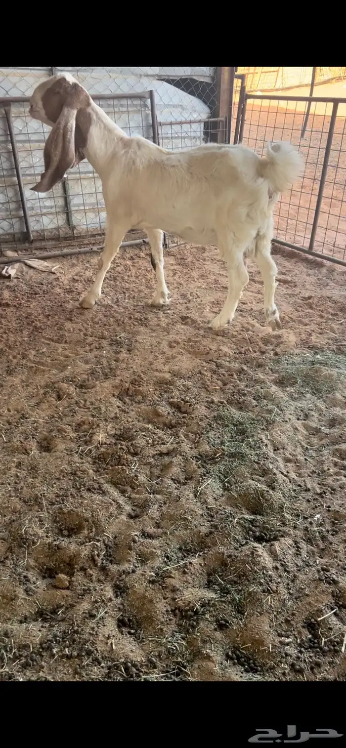 معزاء حصيب 1