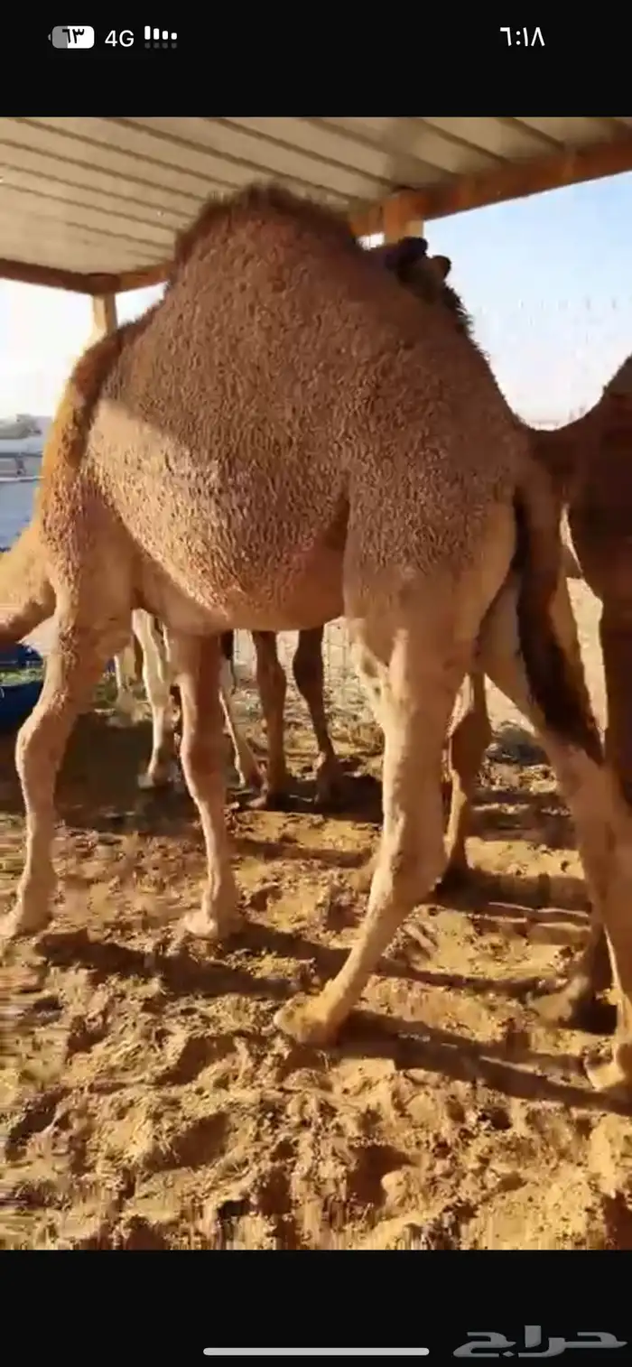 قعدان فوااخر مفاريد وعلى حليب 6