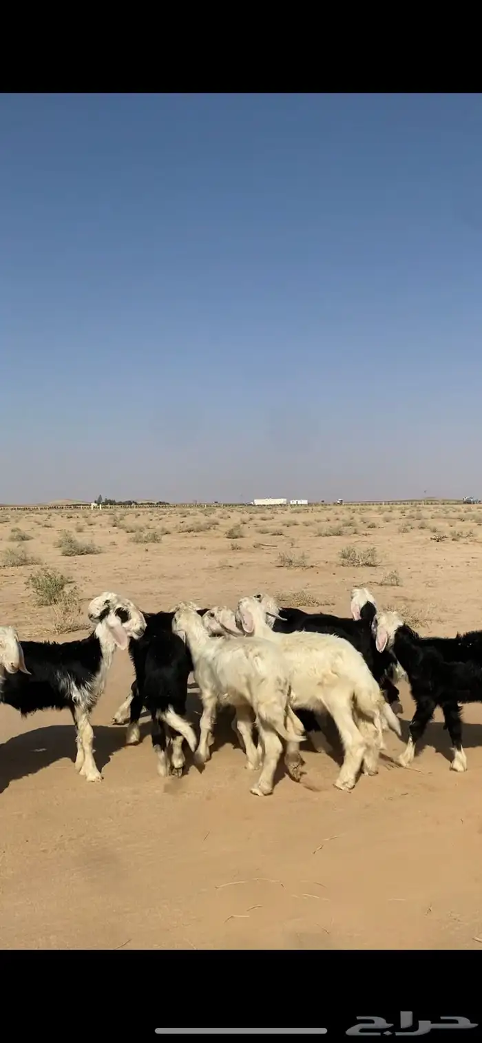 بهم نجد للبيع طليان نجد تم البيع 3