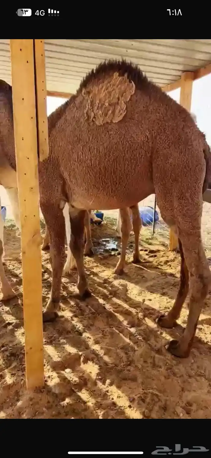 قعدان فوااخر مفاريد وعلى حليب 3