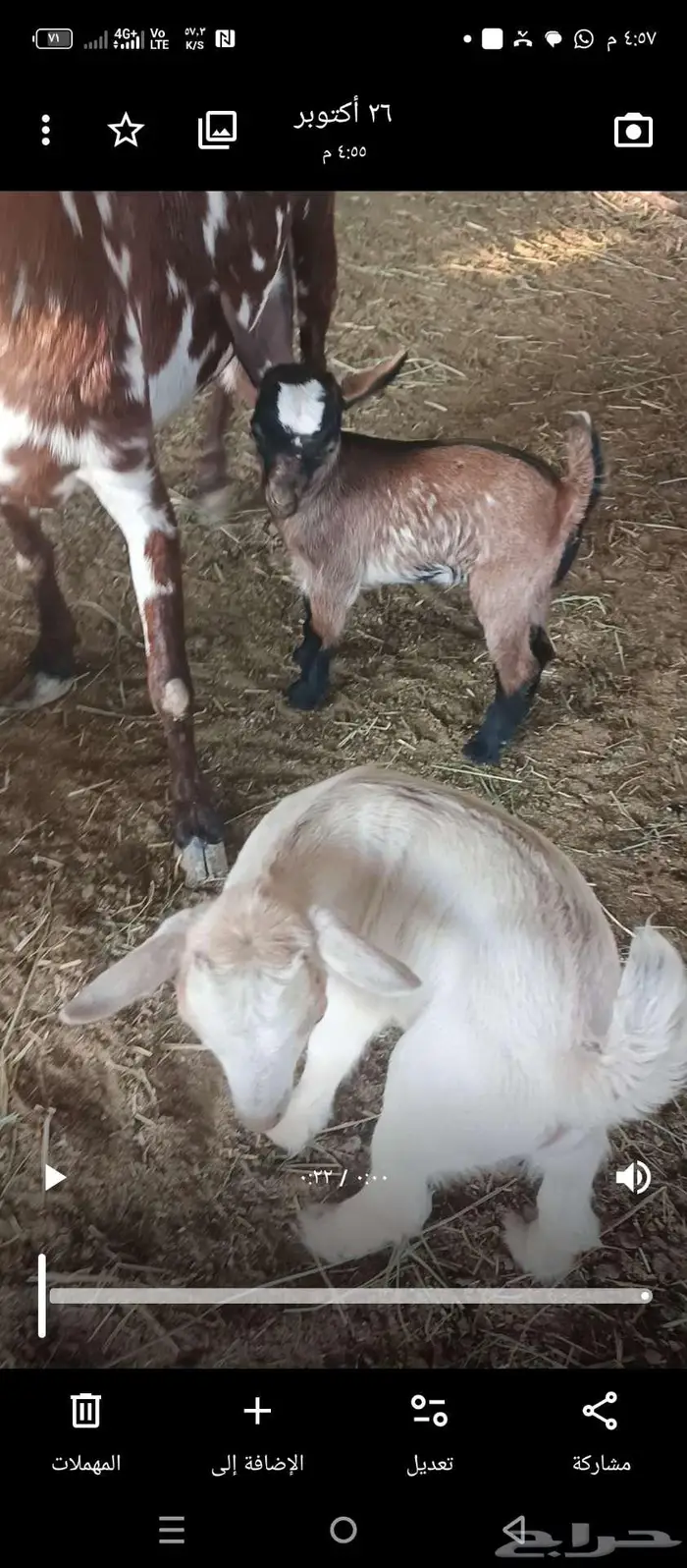 عنز قزمي معها توأم تيس وجفره 0