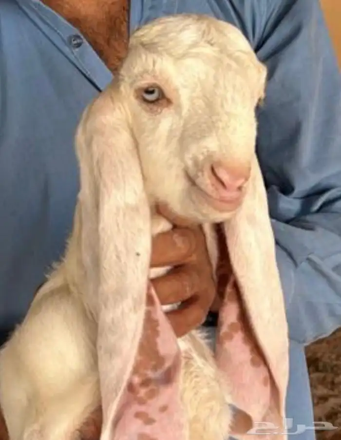 عنز للبيع تختها جفرة 2