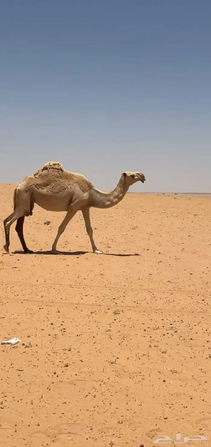 شقحاء ضريبه عونيه عشرا بايع ولدها قبل شهرين وصوره فلقيض 0