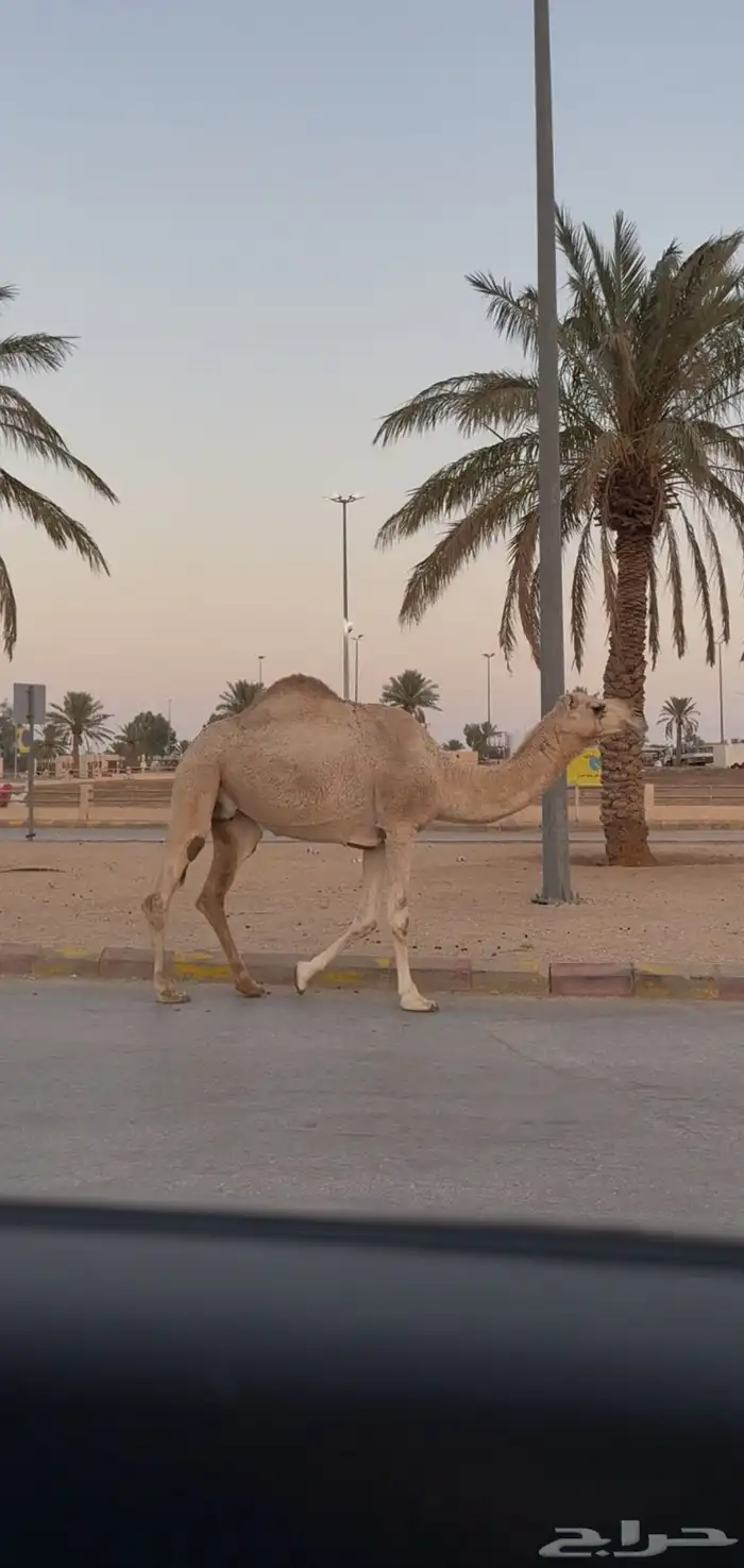 ضريبه شقحاء 0