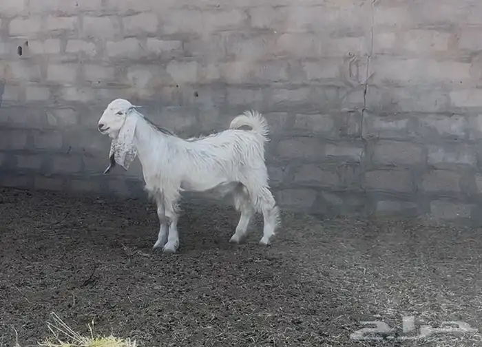 مشروع فحل عارضي كفو 3