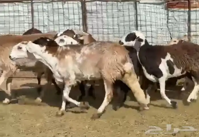 السواكن المراح الفاخر 5