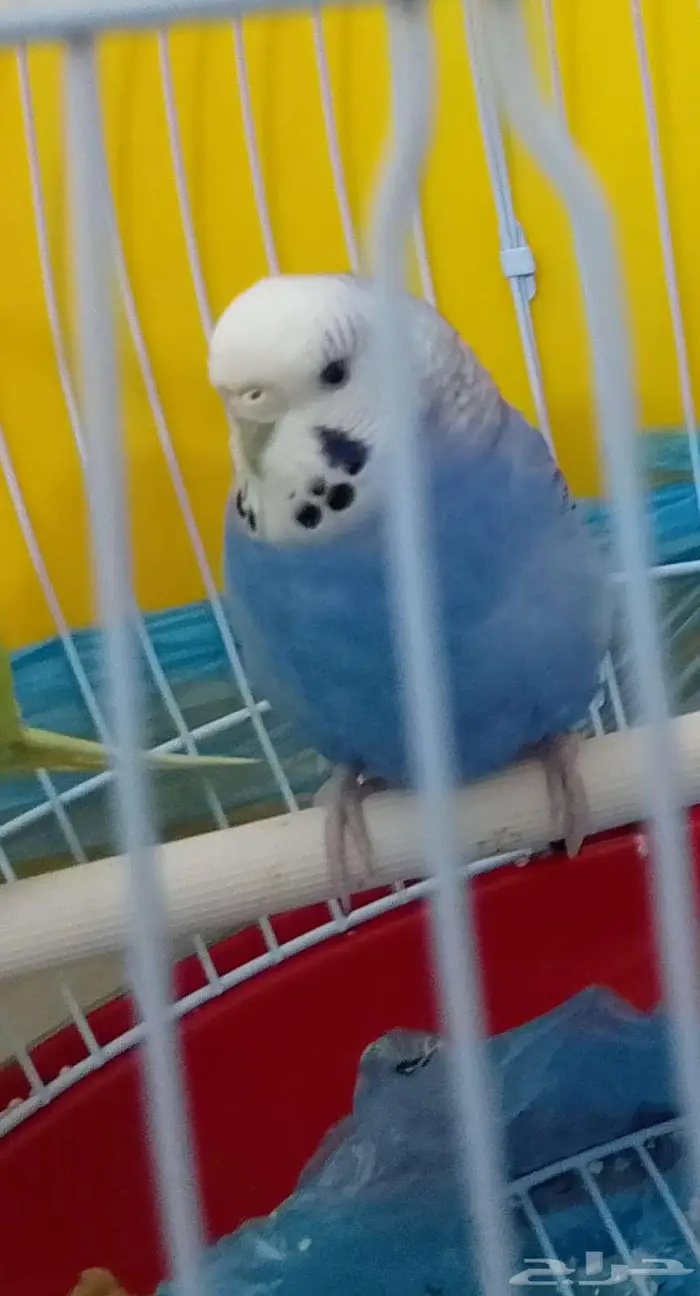 بادجي أنثى عدد 3 120 ريال 2