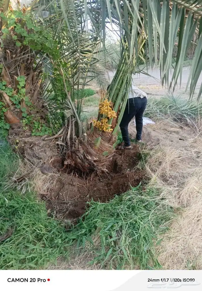 نخل أبو ناصر لتوريد وتركيب جميع انواع انخل المثمر وزينه 2