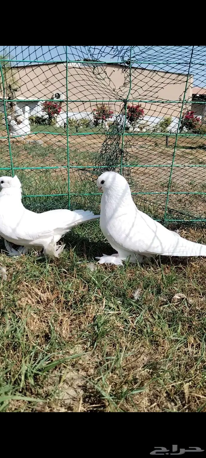 للبيع جوز صفاقي 1