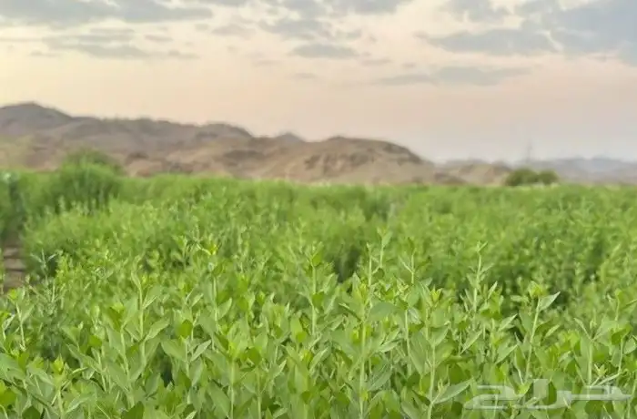 حناء وسدر عضوي كميات اسعار جملة توصيل لجميع مدن المملكة 2