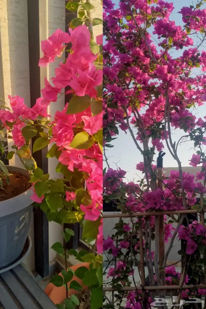 مشتل تنسيق حدائق 6