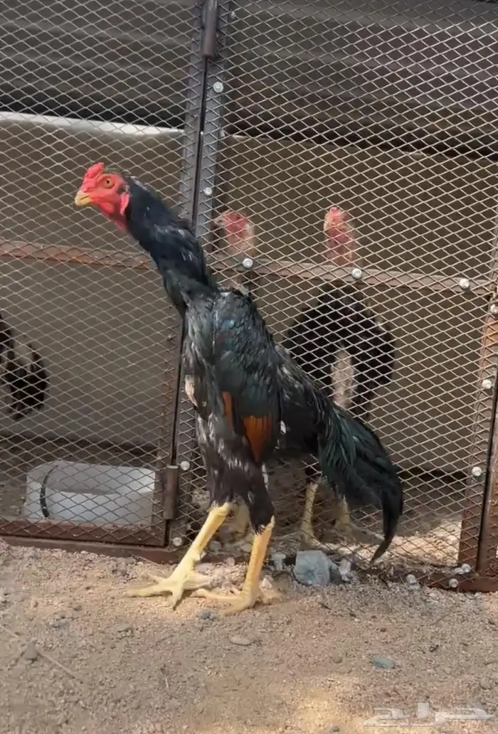 دجاج شامو يباني ( تم البيع ) 1