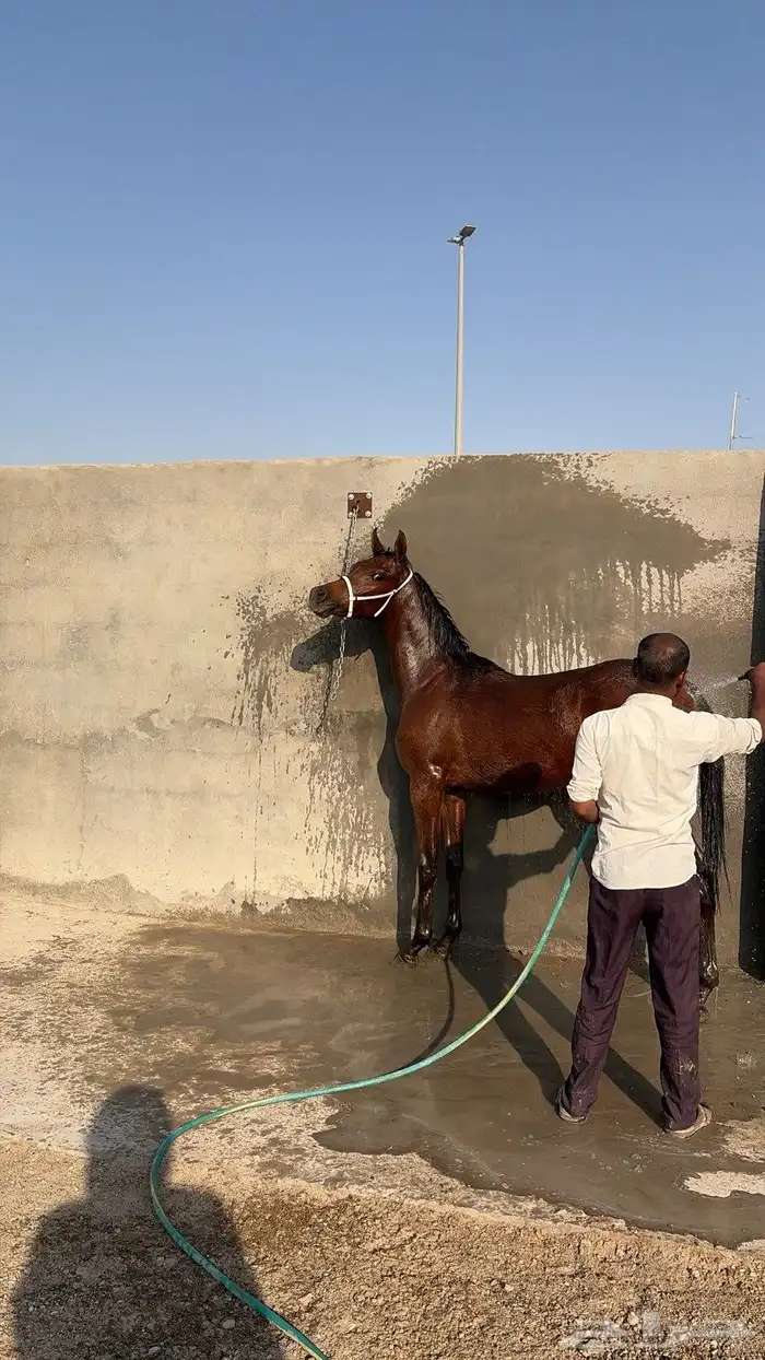 مهره شعبيه تنافس الواهو لعوبه 1