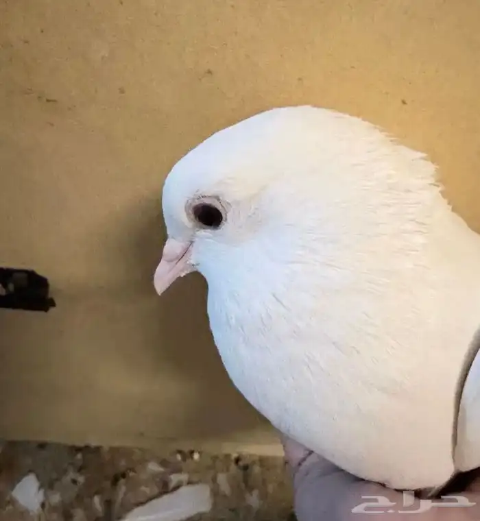 انثى صنعاني 1