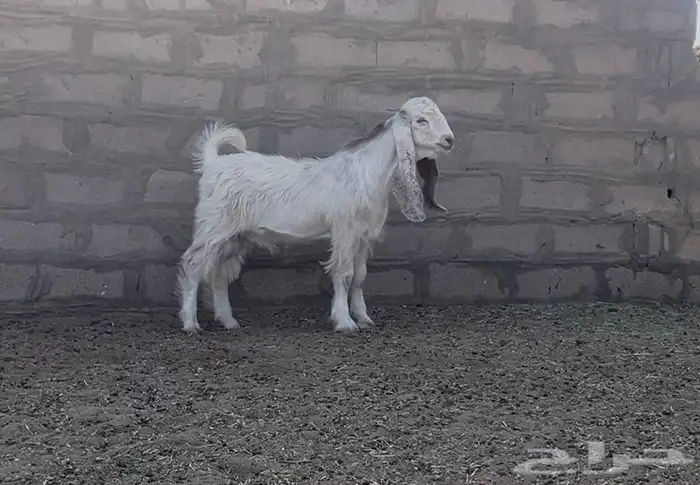 مشروع فحل عارضي كفو 0