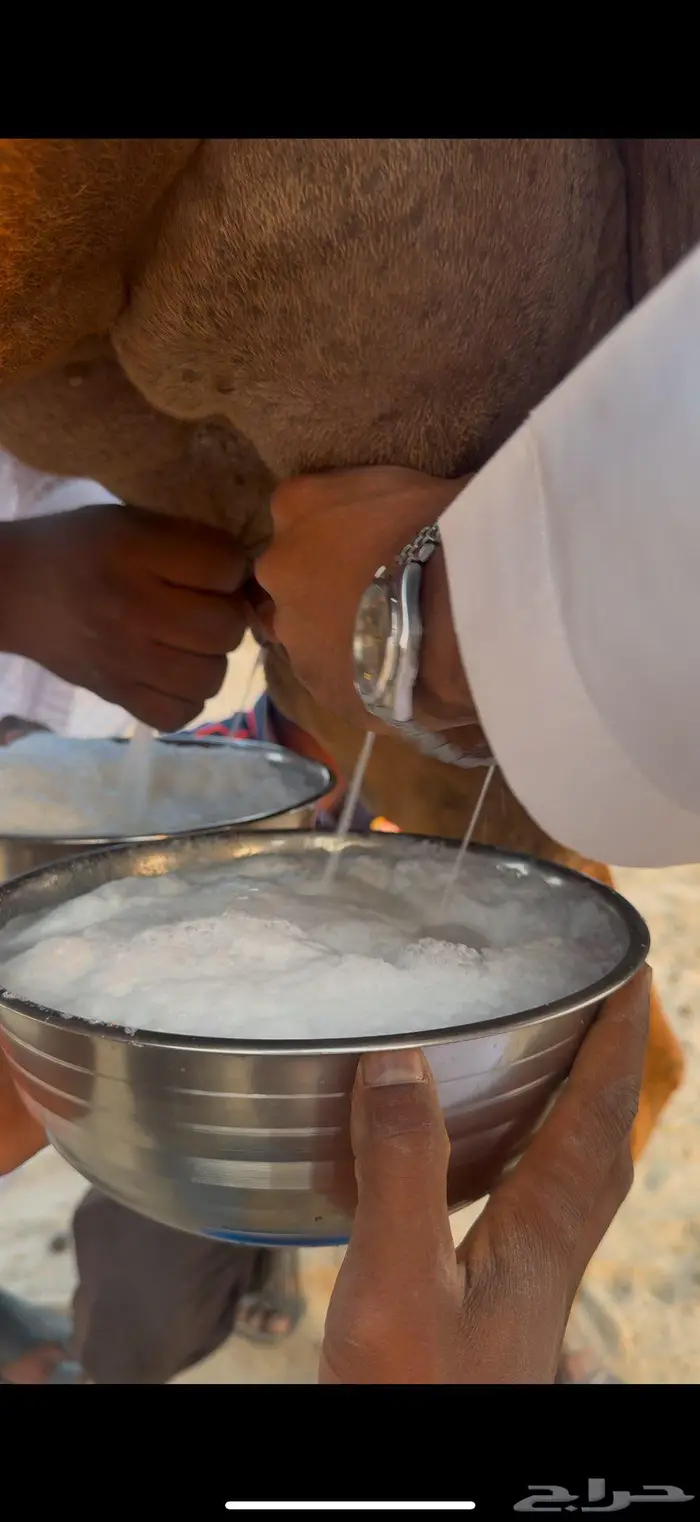 خلفه مصغر رباع تحلب سطل ماشاءلله 2