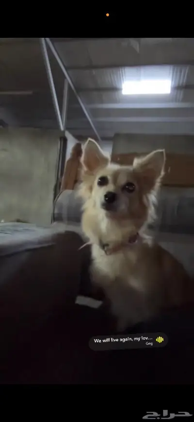 كلبه مفقوده 0