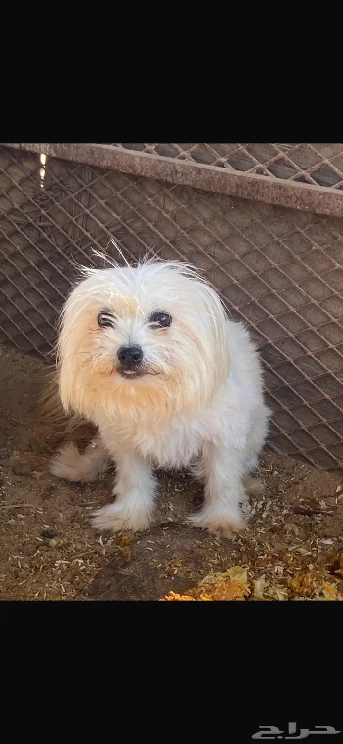 مالتيز بيور وجميل جدا 3