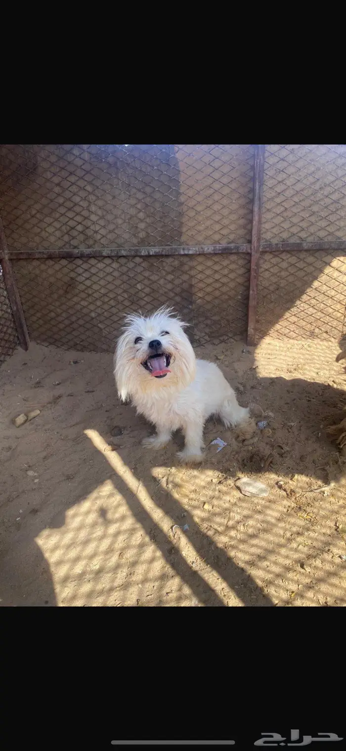 مالتيز بيور وجميل جدا 0