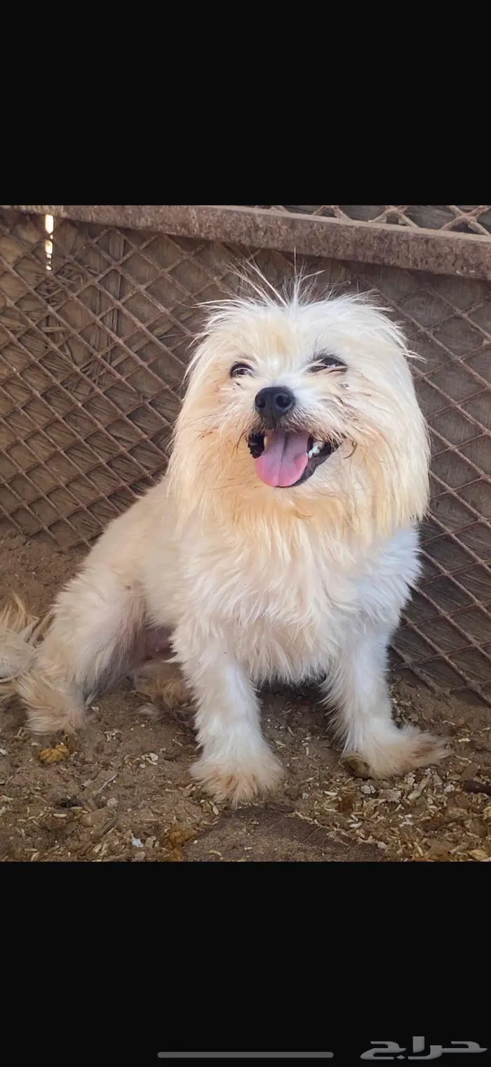 مالتيز بيور وجميل جدا 4