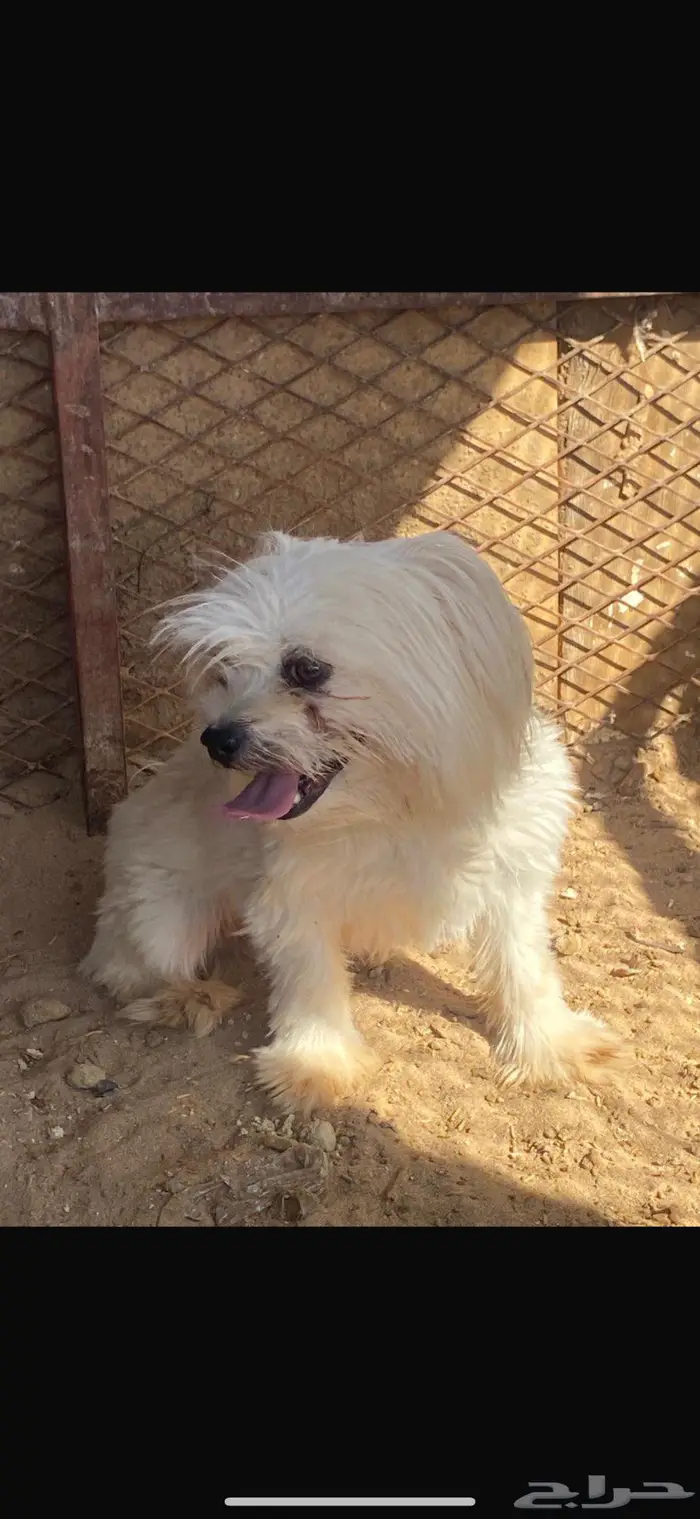 مالتيز بيور وجميل جدا 5