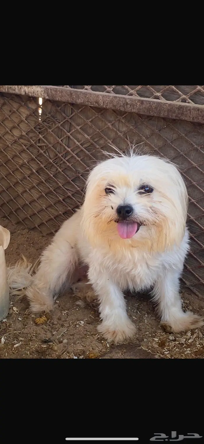 مالتيز بيور وجميل جدا 6