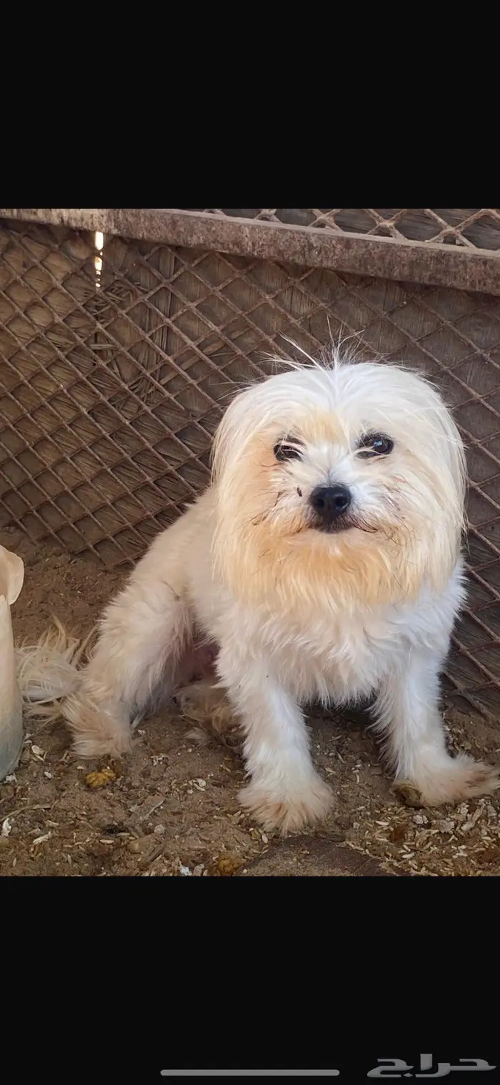 مالتيز بيور وجميل جدا 2