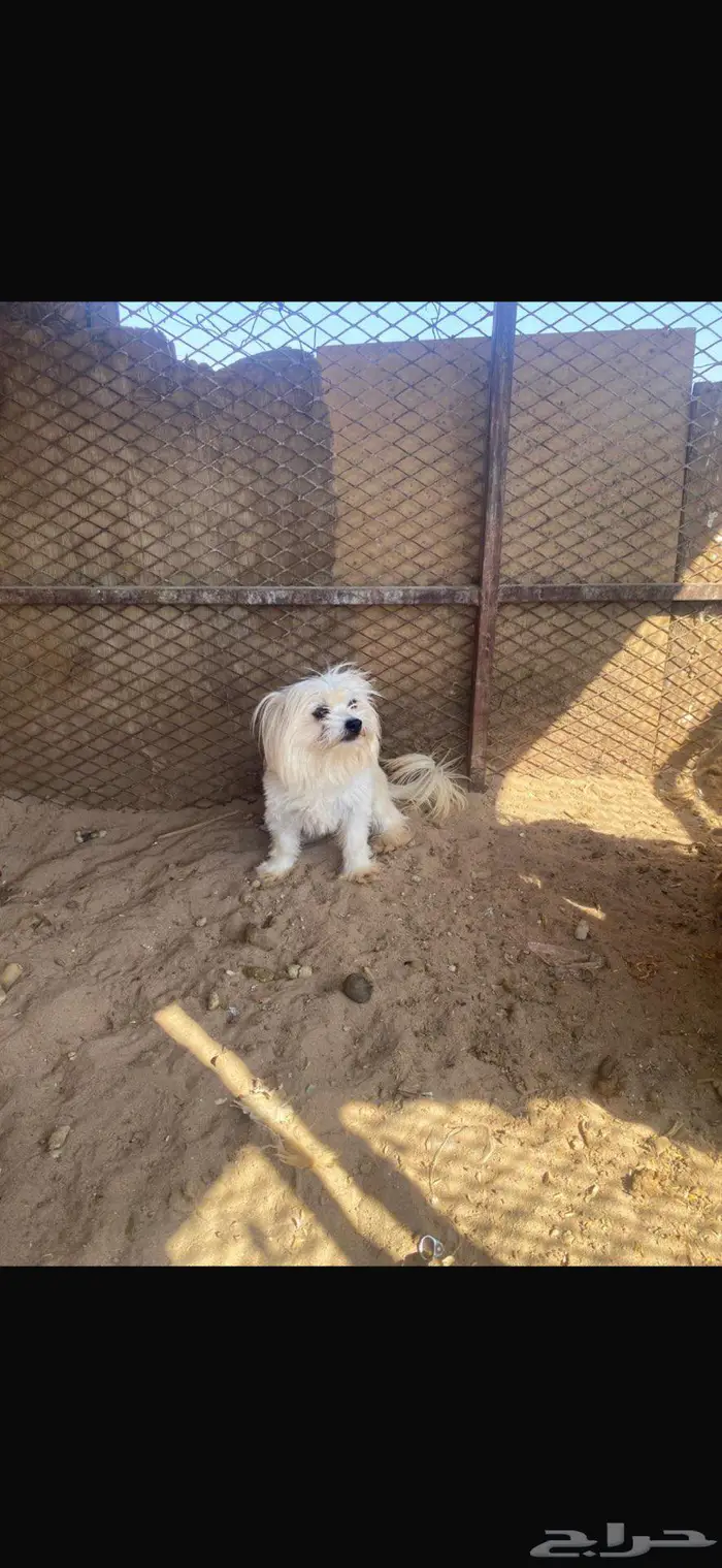 مالتيز بيور وجميل جدا 1