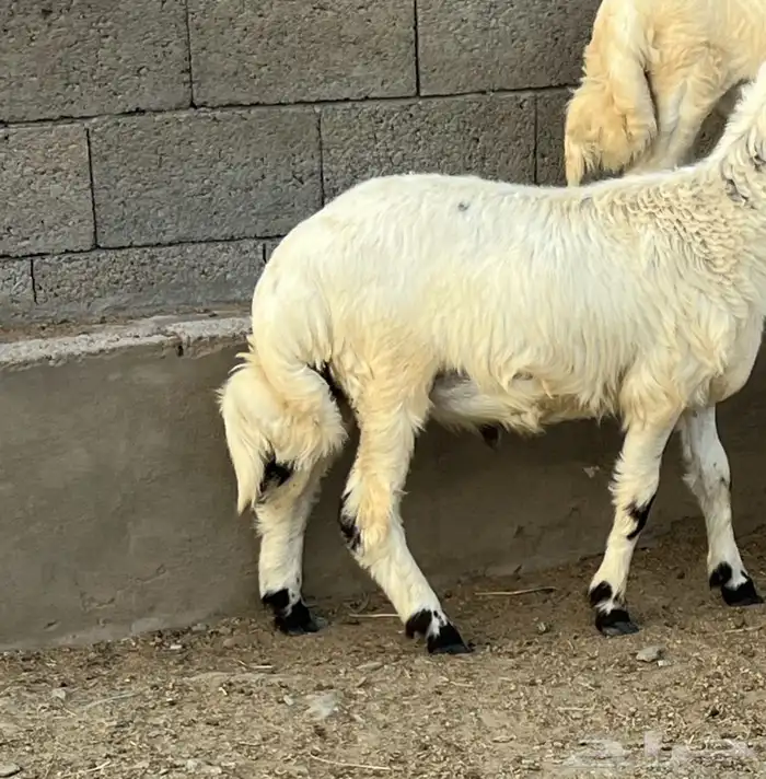 خرفان جذعان 10