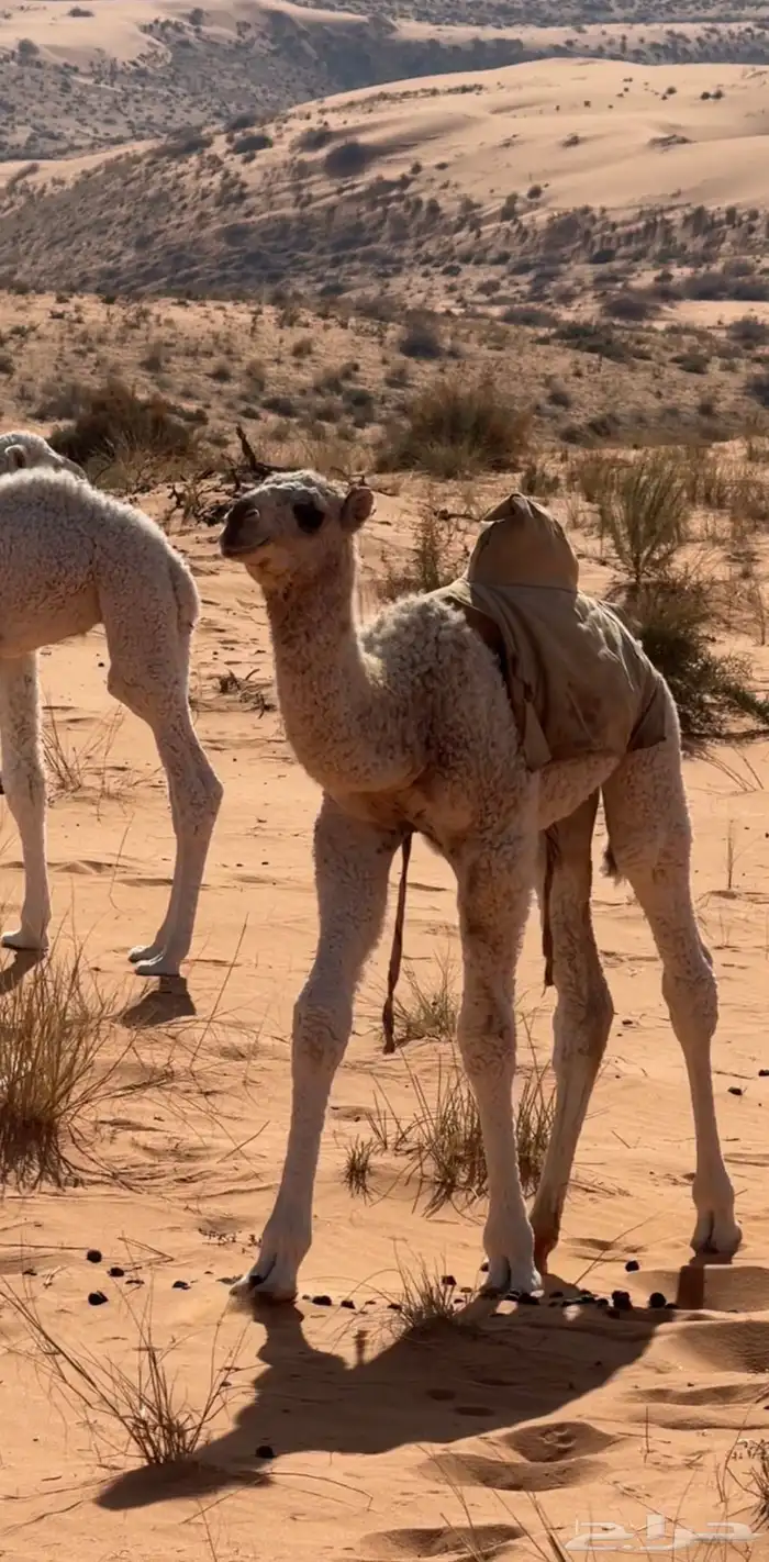 جمل تمامي على هيف بن عبود 6