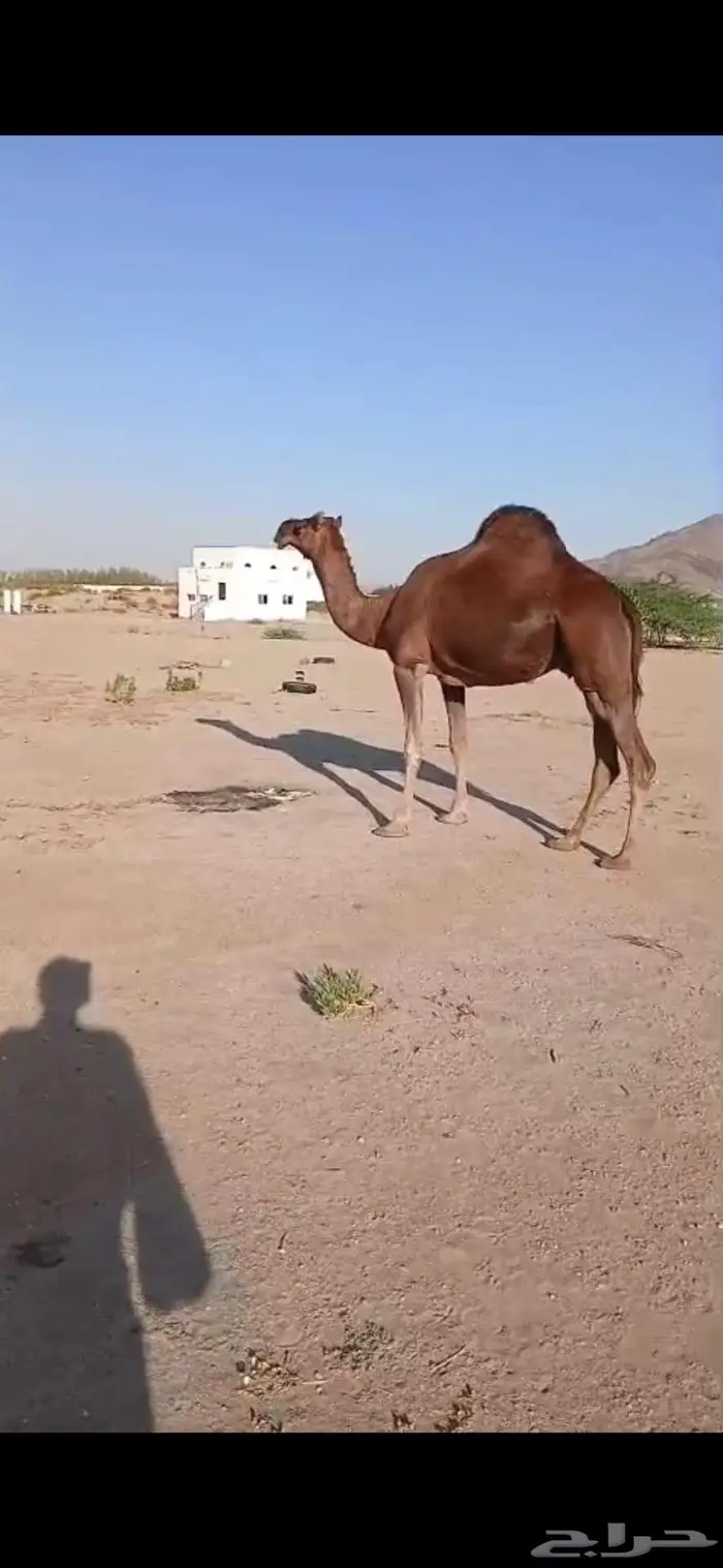 أبل للبيع 0