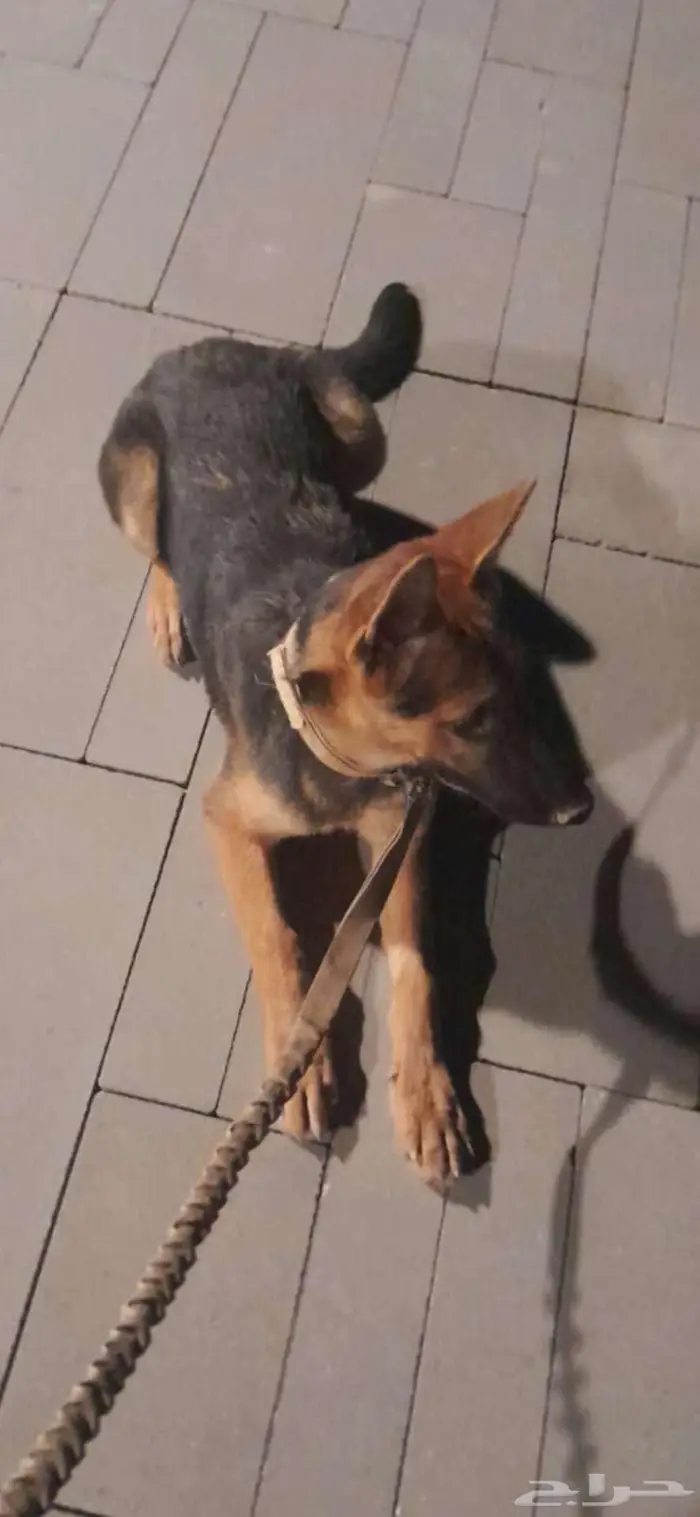 كلاب جيرمان شيبرد مطعمة ومحصنة العمر 5 اشهر 0