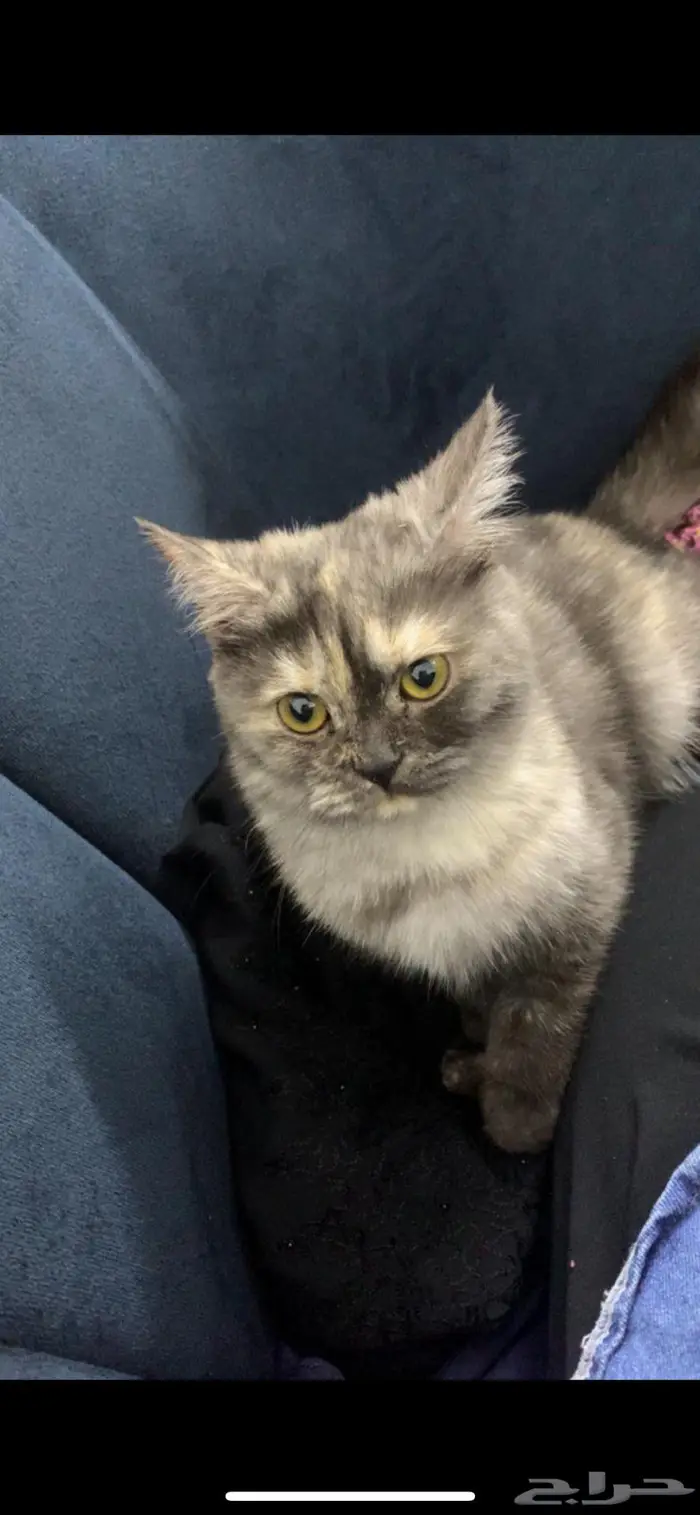 قط للبيع مع كامل اغراضه بريدة 2