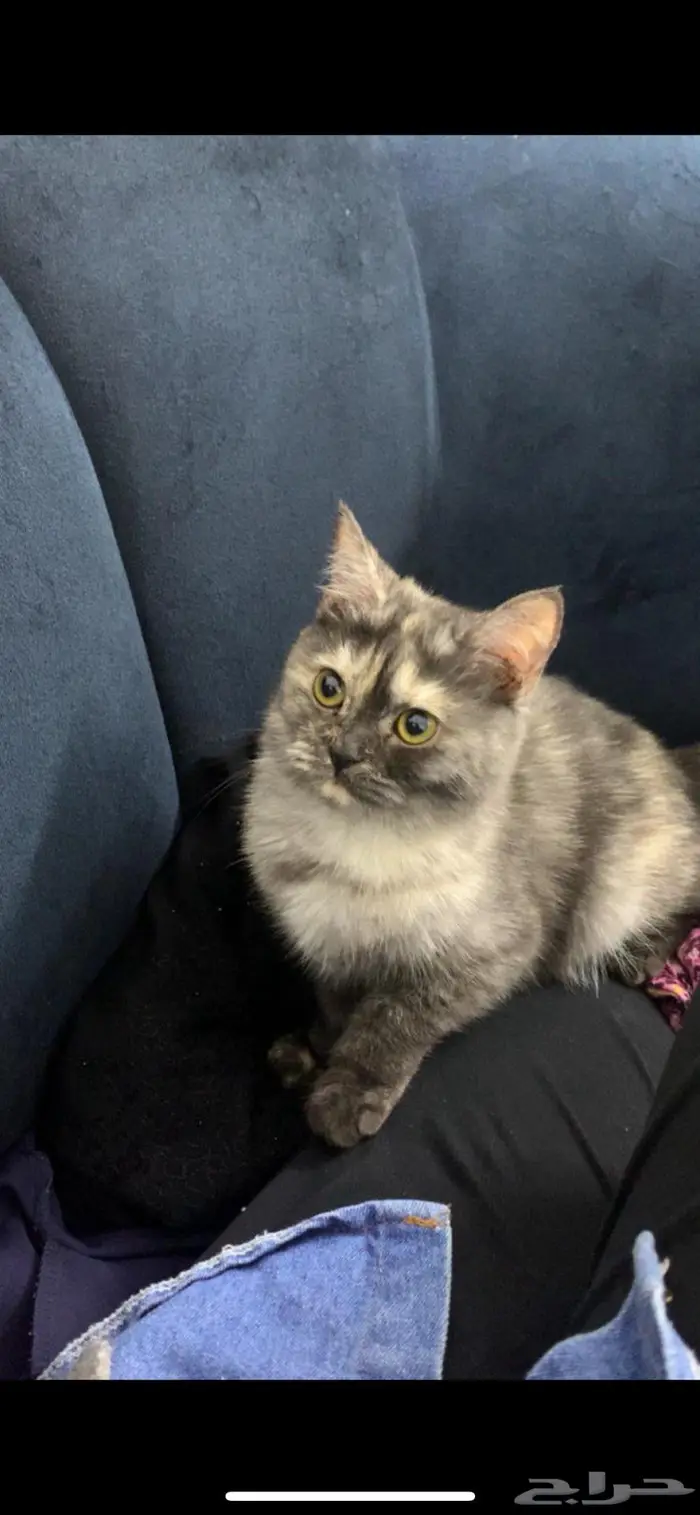 قط للبيع مع كامل اغراضه بريدة 3