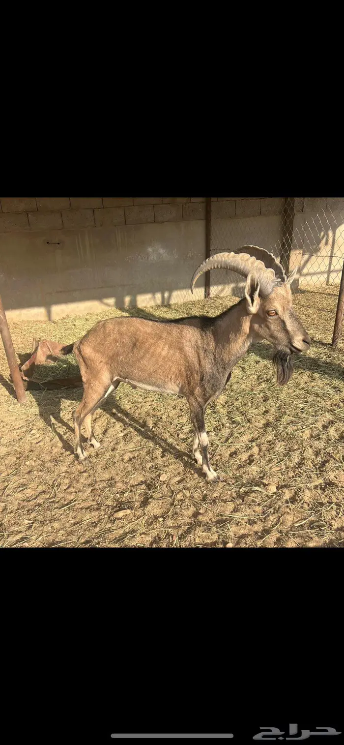 معزا مطوره مهجنه لون الصيد هجين وعل 2