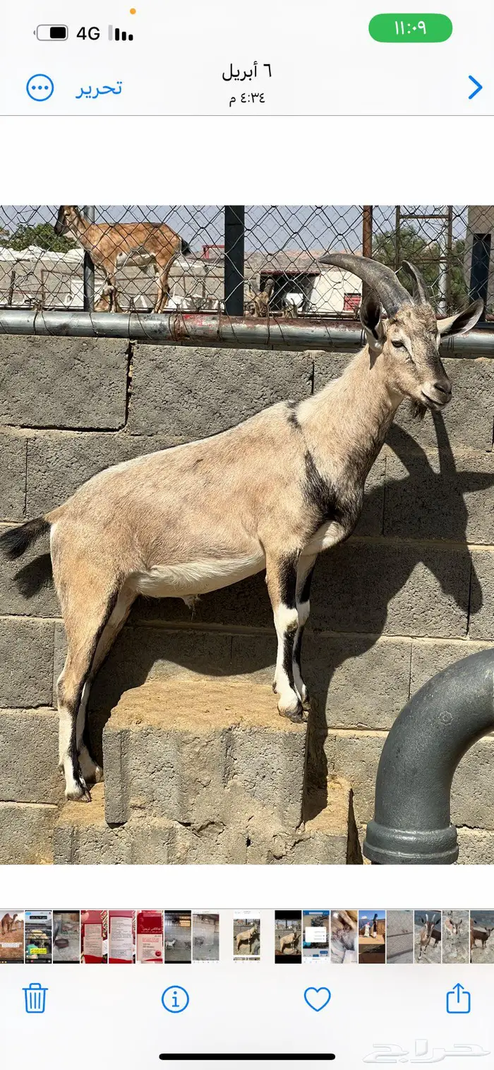 معزا مطوره مهجنه لون الصيد هجين وعل 1