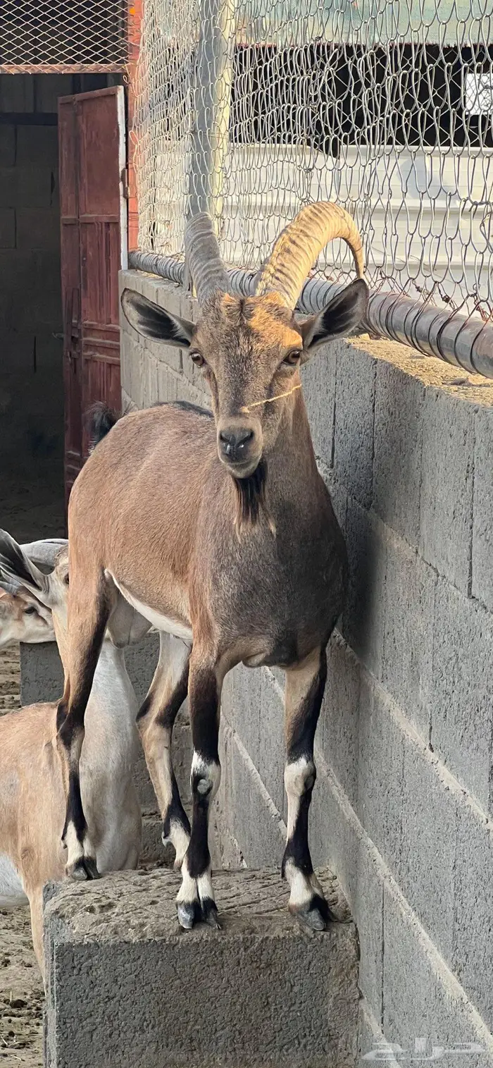 معزا مطوره مهجنه لون الصيد هجين وعل 0