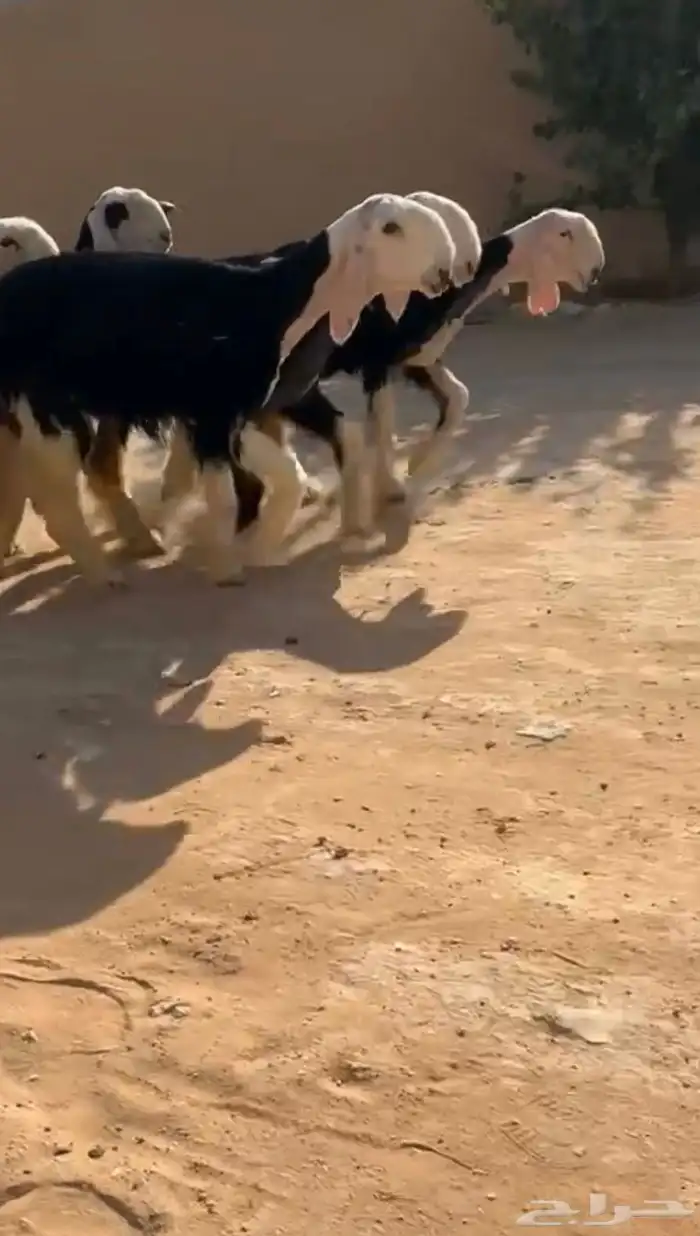 رخال نجد مقاني ( تم البيع ) 1