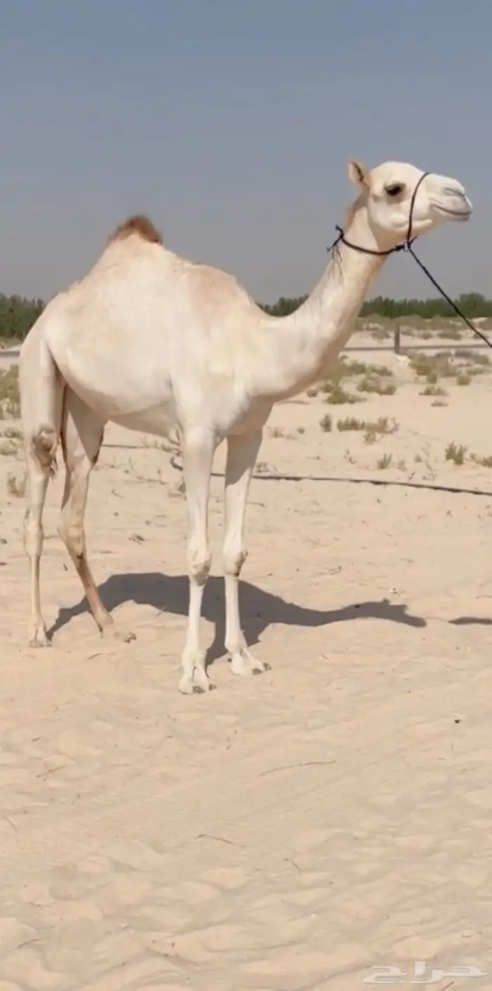 بكره لقيه طيبه ( تم البيع ) 1