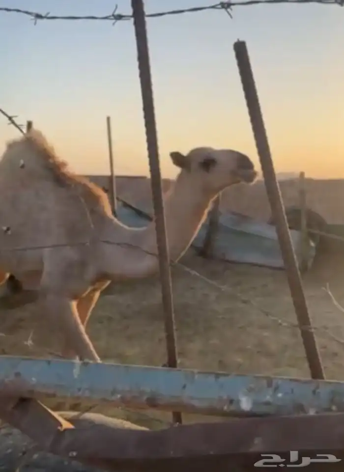 بكرة شقحاء للبيع عالسوم 0