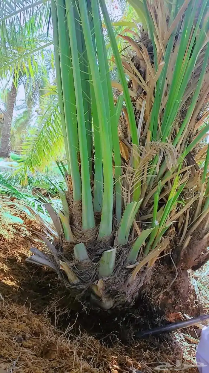 نخل القصيم ونانه سكري صقعي مجدل خلاص 3