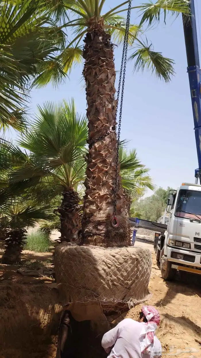 نخل وشنطني درجه اولا 1