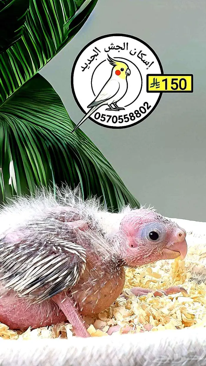 فرخ كوكاتيل 0