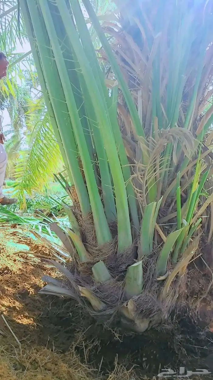 نخل القصيم ونانه سكري صقعي مجدل خلاص 1