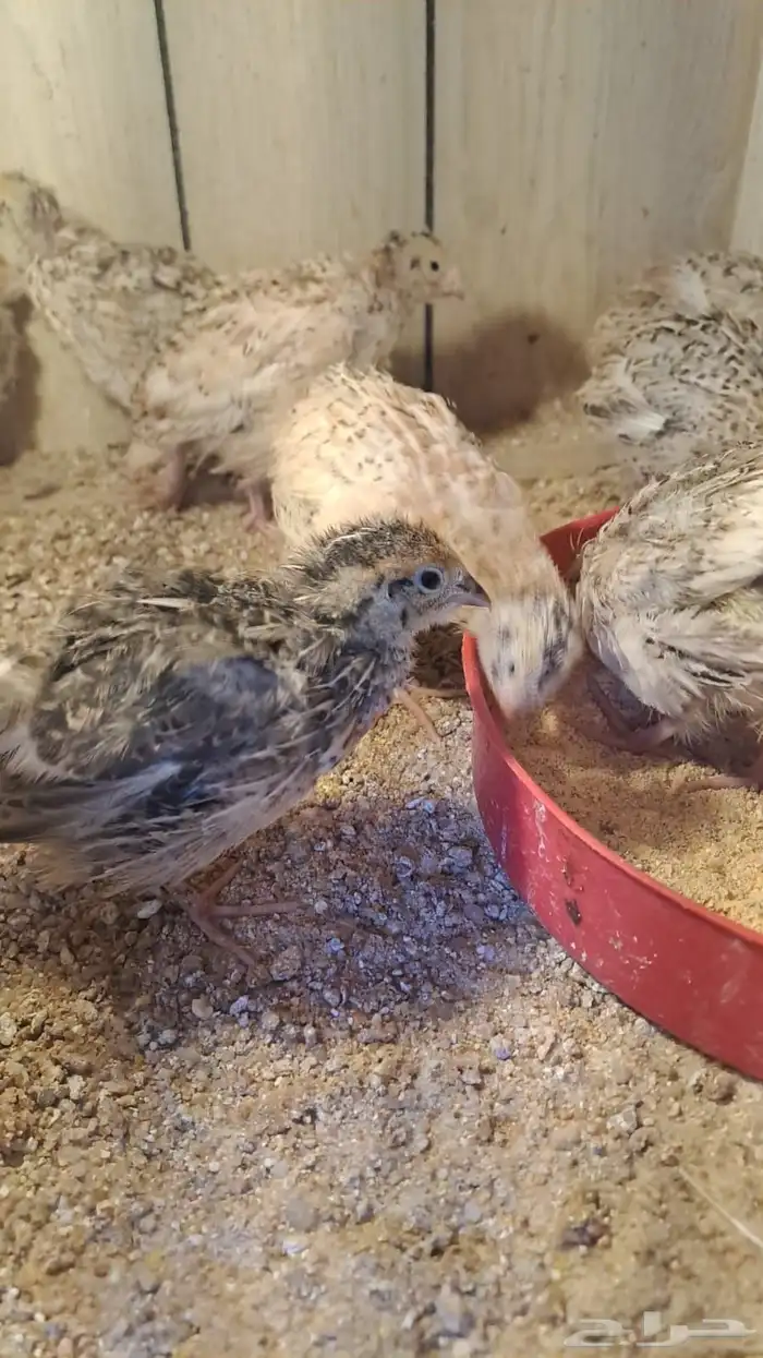 مطلوب سمان عمر شهر او شهرين 0