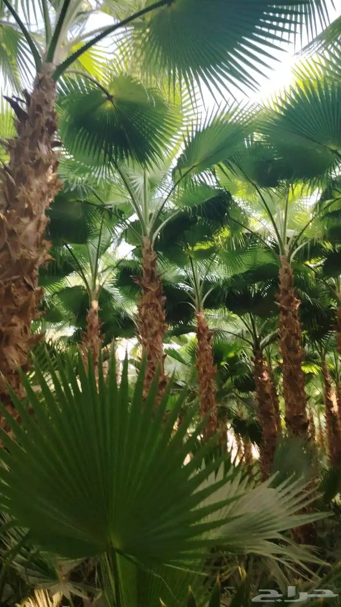 نخل وشنطني وعربي وبرحي وسكري بلدي 4