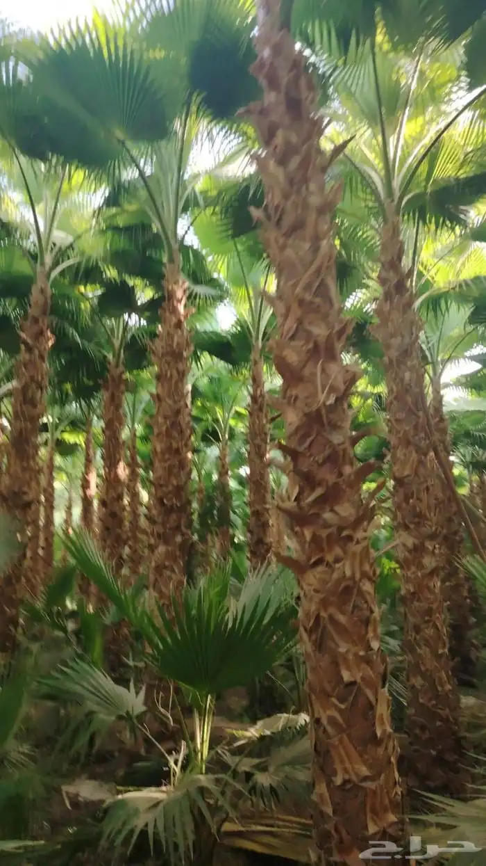 نخل وشنطني وعربي وبرحي وسكري بلدي 3