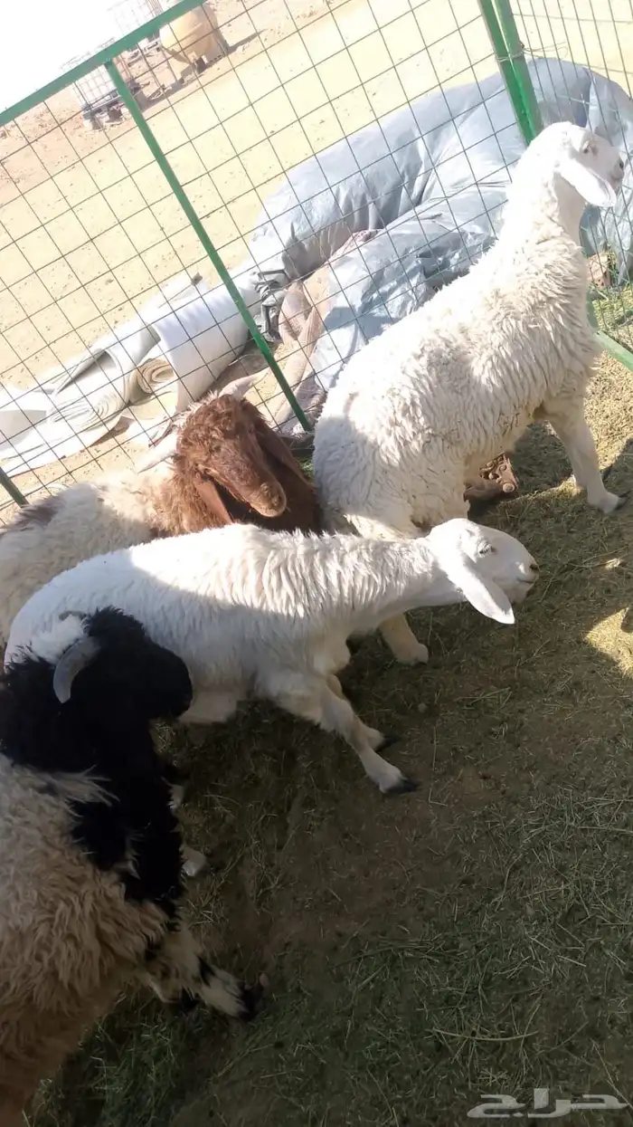 للبيع دبايح نعيم وحري العدد 4 1